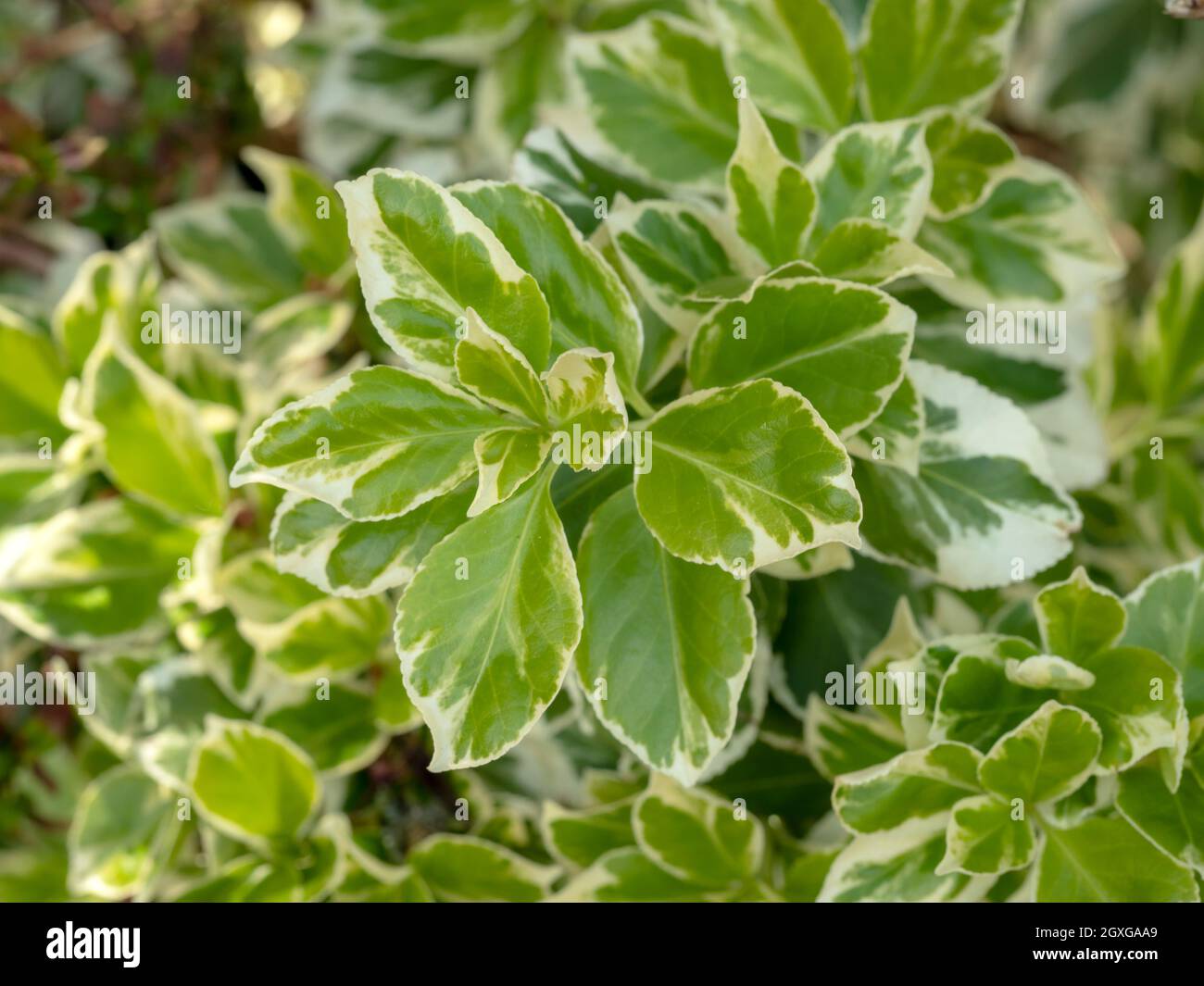 Closeup of beautiful variegated green leaves of a Japanese spindle tree, Euonymus japonicus Stock Photo