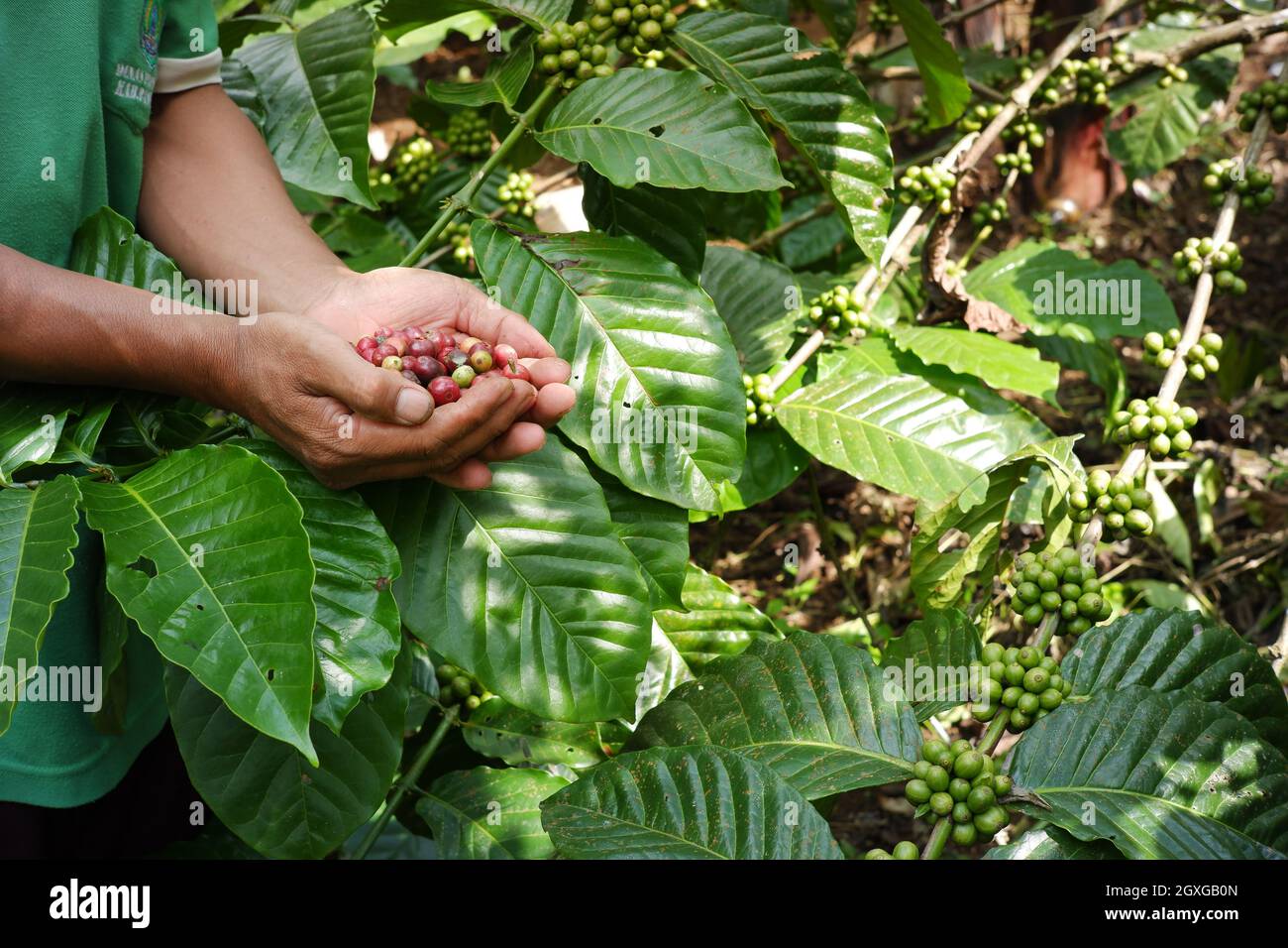 coffee farmer's hand holding crops in the garden. variety of coffee