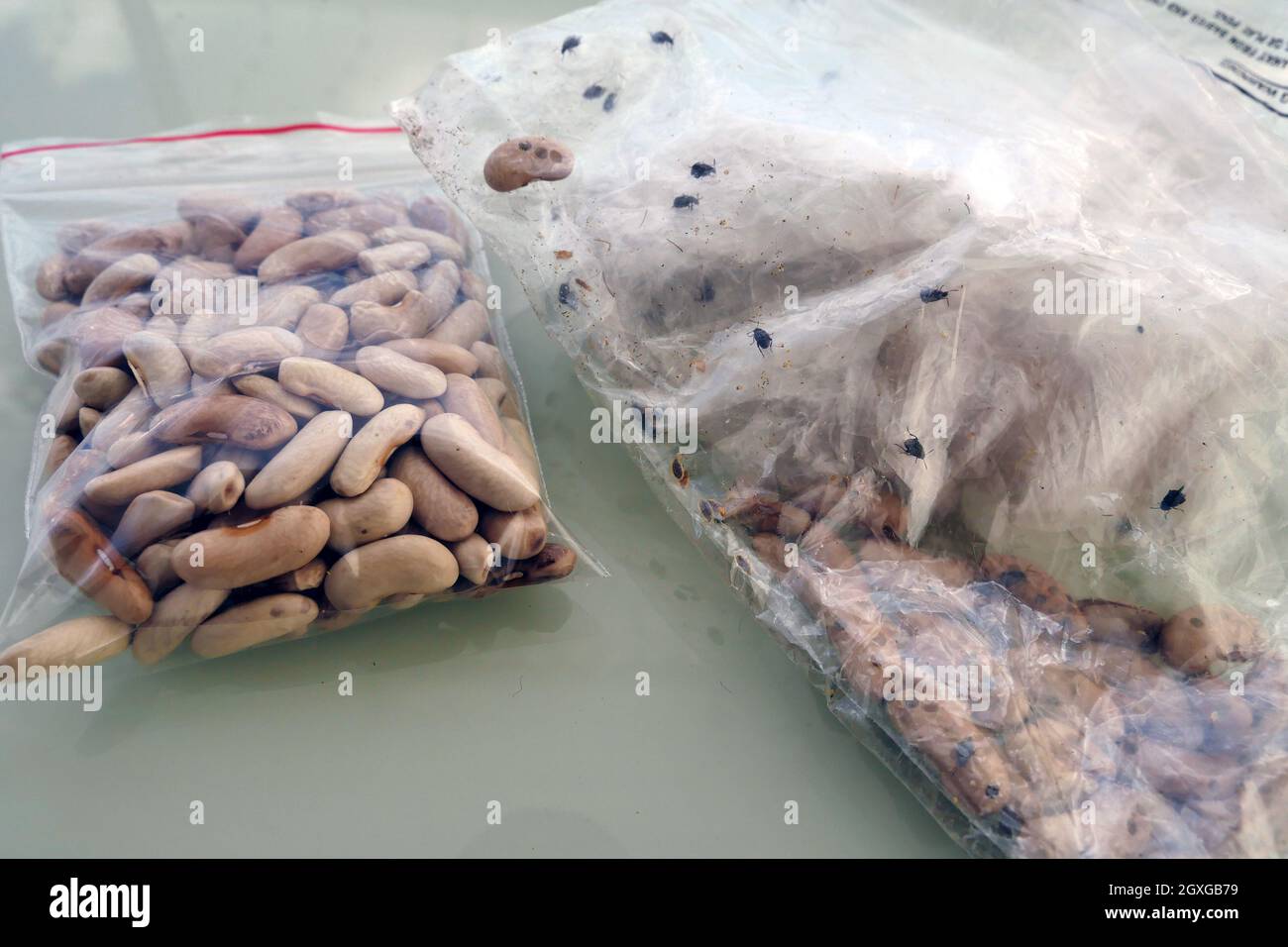 Infested with worms hi-res stock photography and images - Alamy