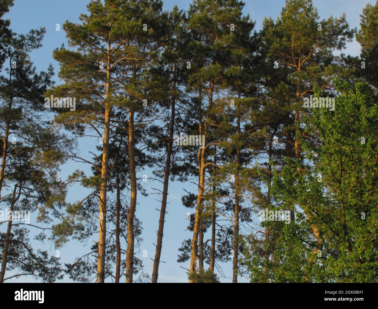 pine trees on sky background Stock Photo - Alamy