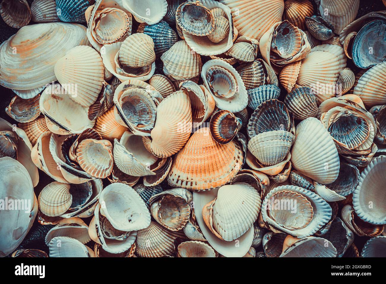 Mixed colorful sea shells as background. Sea Shell Texture Stock Photo Alamy