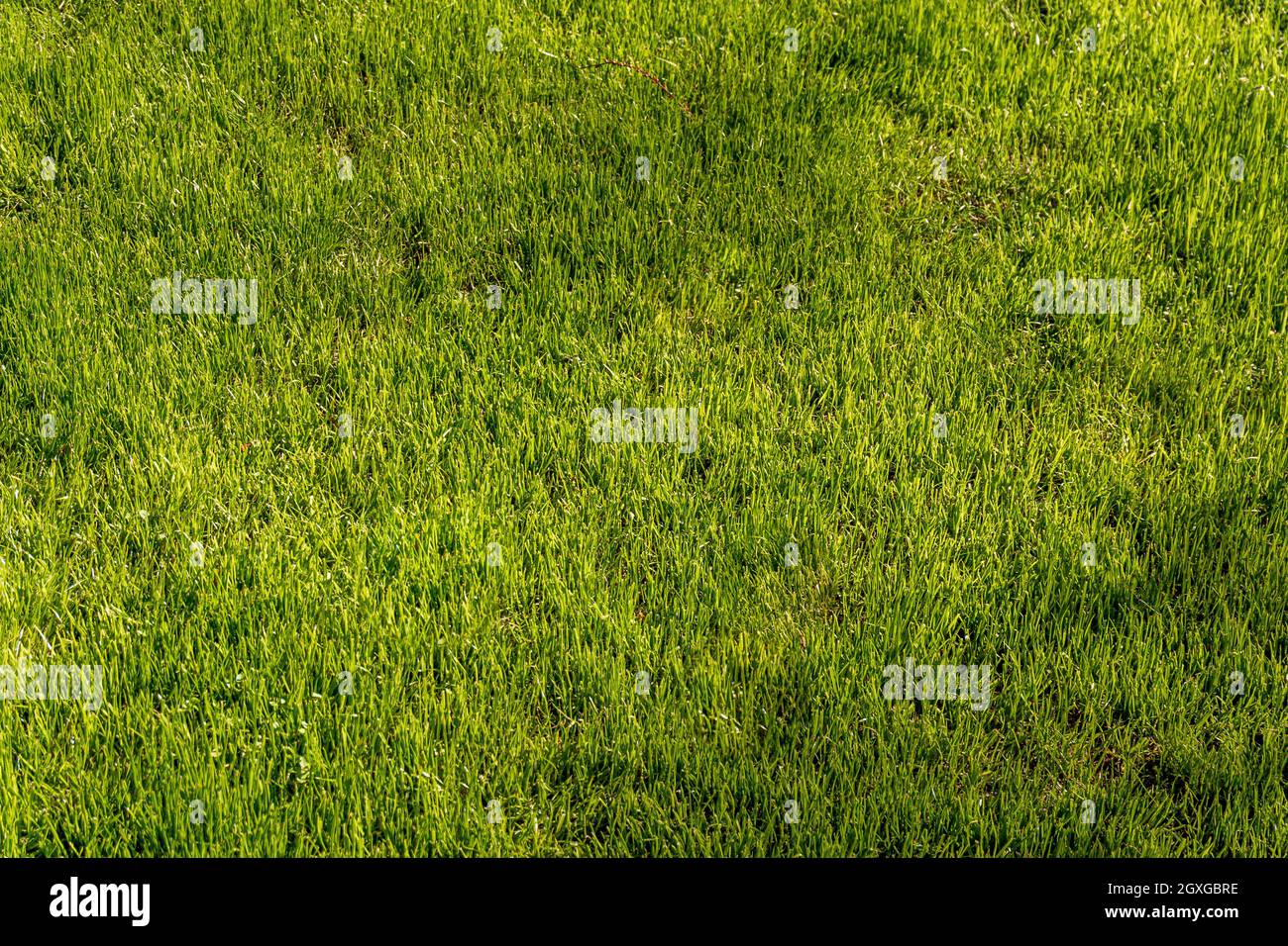 Green grass texture background Top view Stock Photo - Alamy