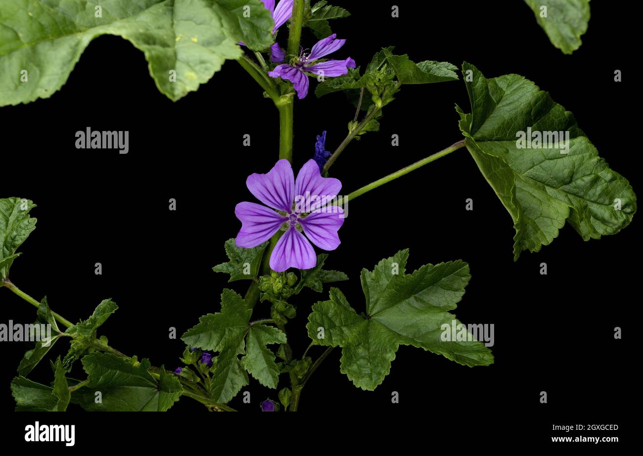 Malva sylvestris is a species of the mallow genus Malva, Known as common mallow, cheeses, high mallow and tall mallow, black backgorund Stock Photo