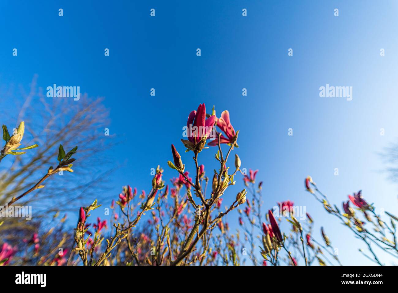 Blooming magnolia in the park Stock Photo - Alamy