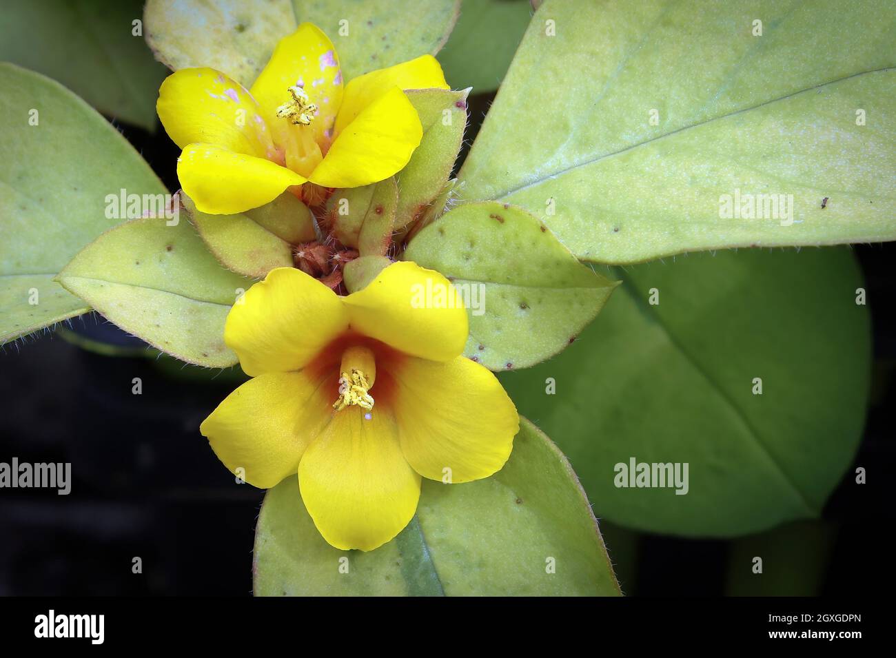 Macro of yellow flowers on a Loosestrifes plant. Stock Photo