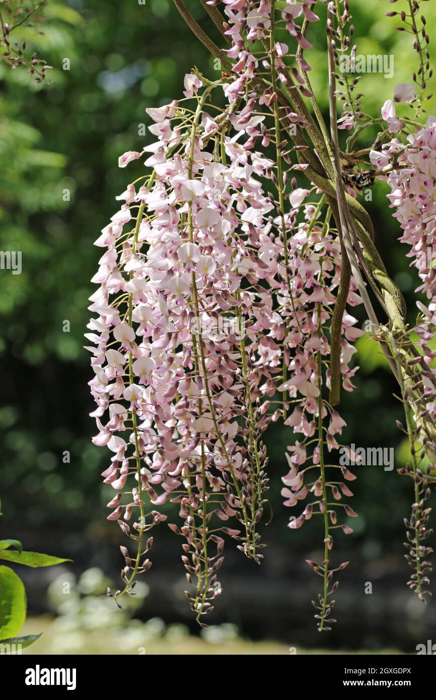 Pink Japanese Wisteria floribunda variety rosea flowers on drooping racemes with a dark background of leaves. Stock Photo