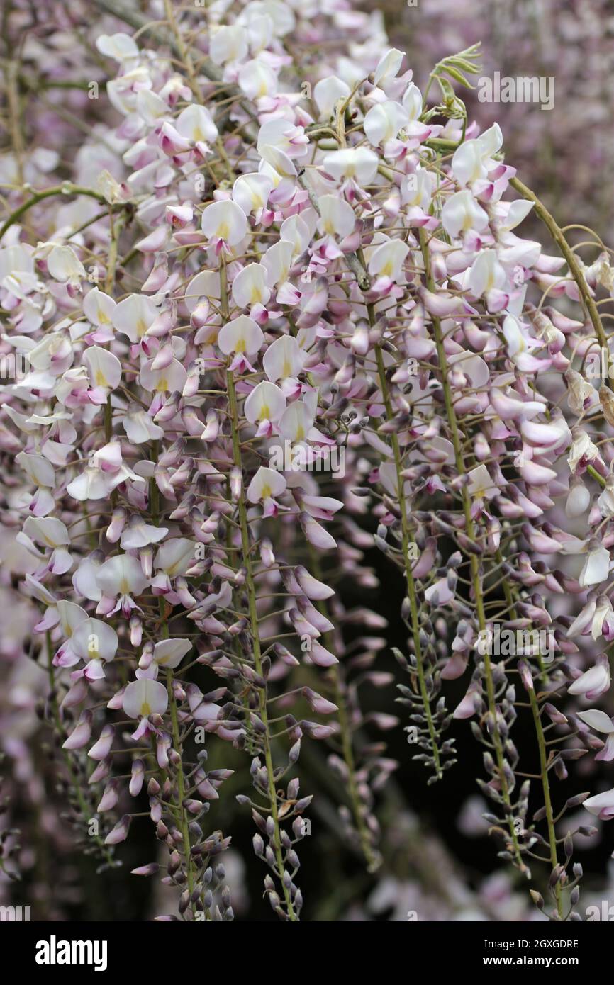 Pink Japanese Wisteria floribunda variety rosea flowers on drooping racemes with a dark background of leaves and flowers. Stock Photo
