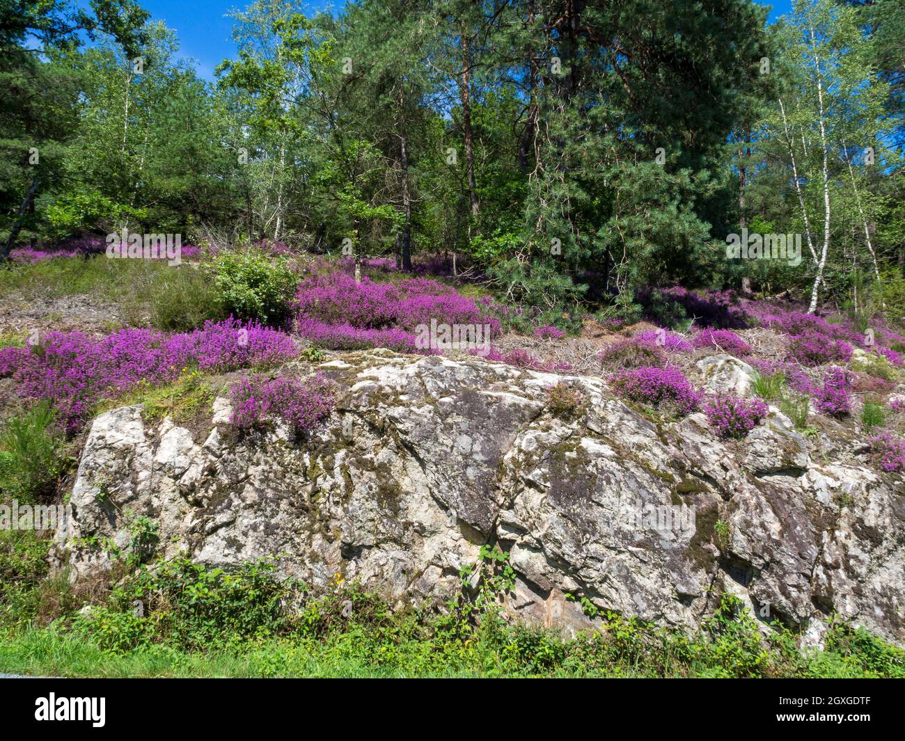 Wooded Creusois landscape with heather and granite, Creuse, Limousin, France. Stock Photo