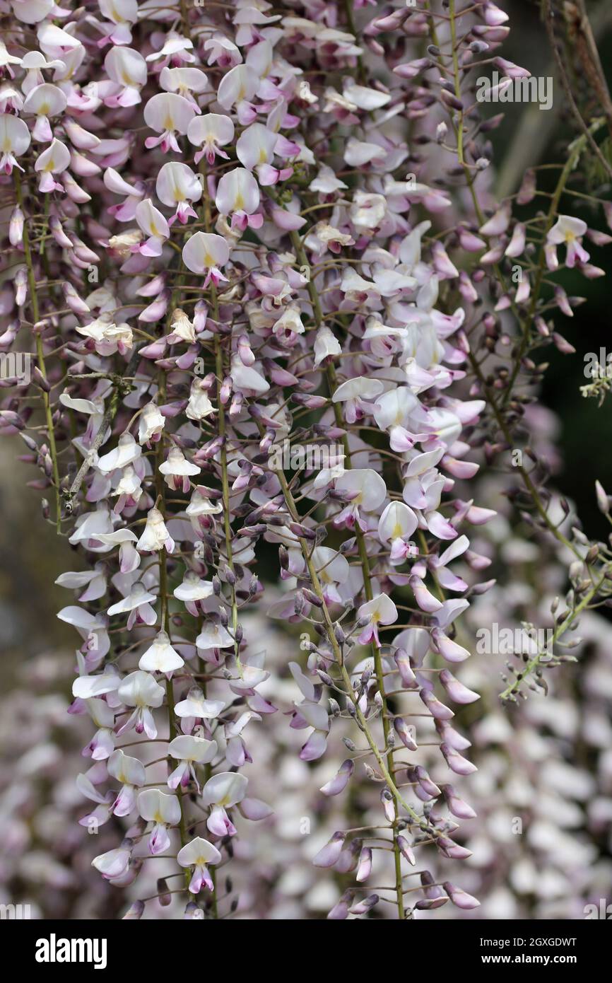Pink Japanese Wisteria floribunda variety rosea flowers on drooping racemes with a dark background of leaves Stock Photo