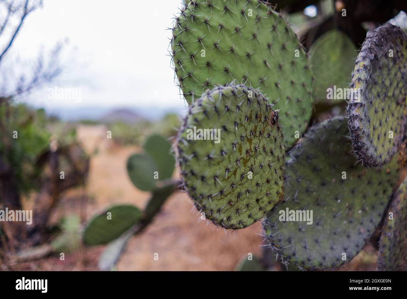 Deteriorated Hispanic nopal plants with cold burn marks and blurry