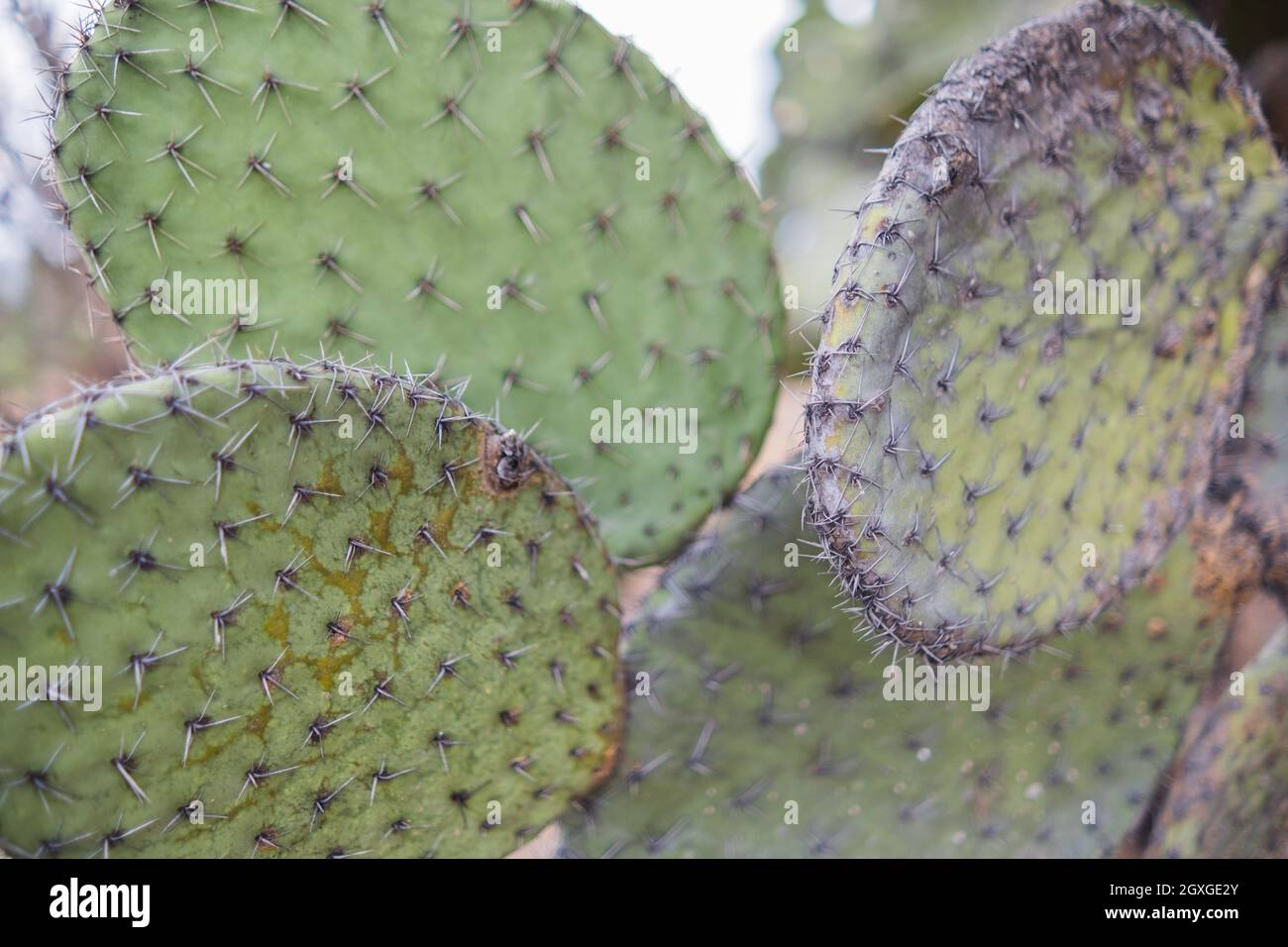 Deteriorated Hispanic nopal plants with cold burn marks and blurry