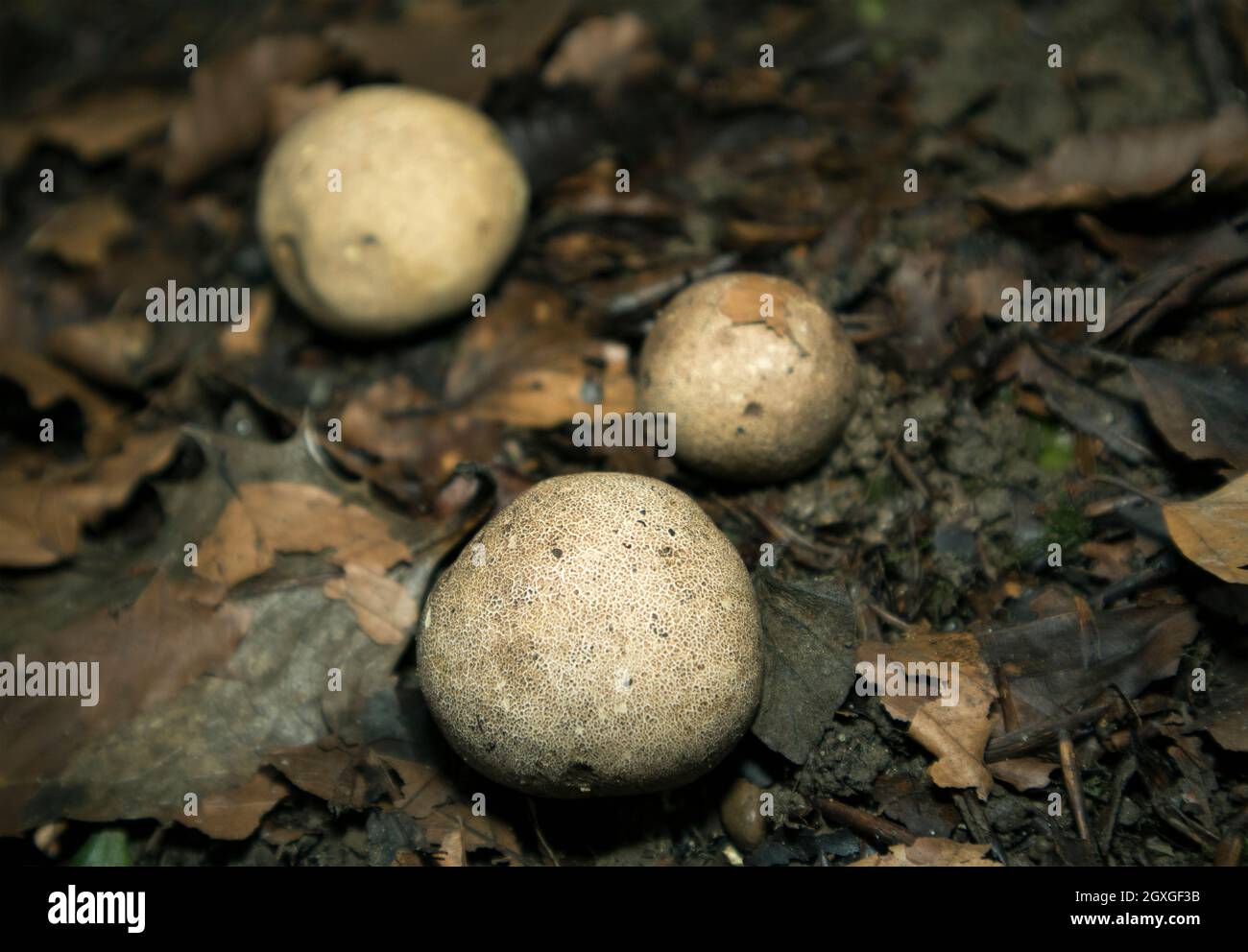 The Brown Puffball darkens as it ages and lacks a dominant apical pore. They are common in the north of the UK and prefer acidic soils in grasslands Stock Photo