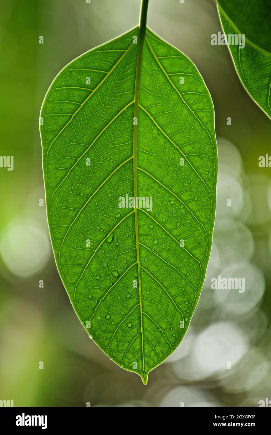 Green leaves macro photography hi-res stock photography and images - Alamy