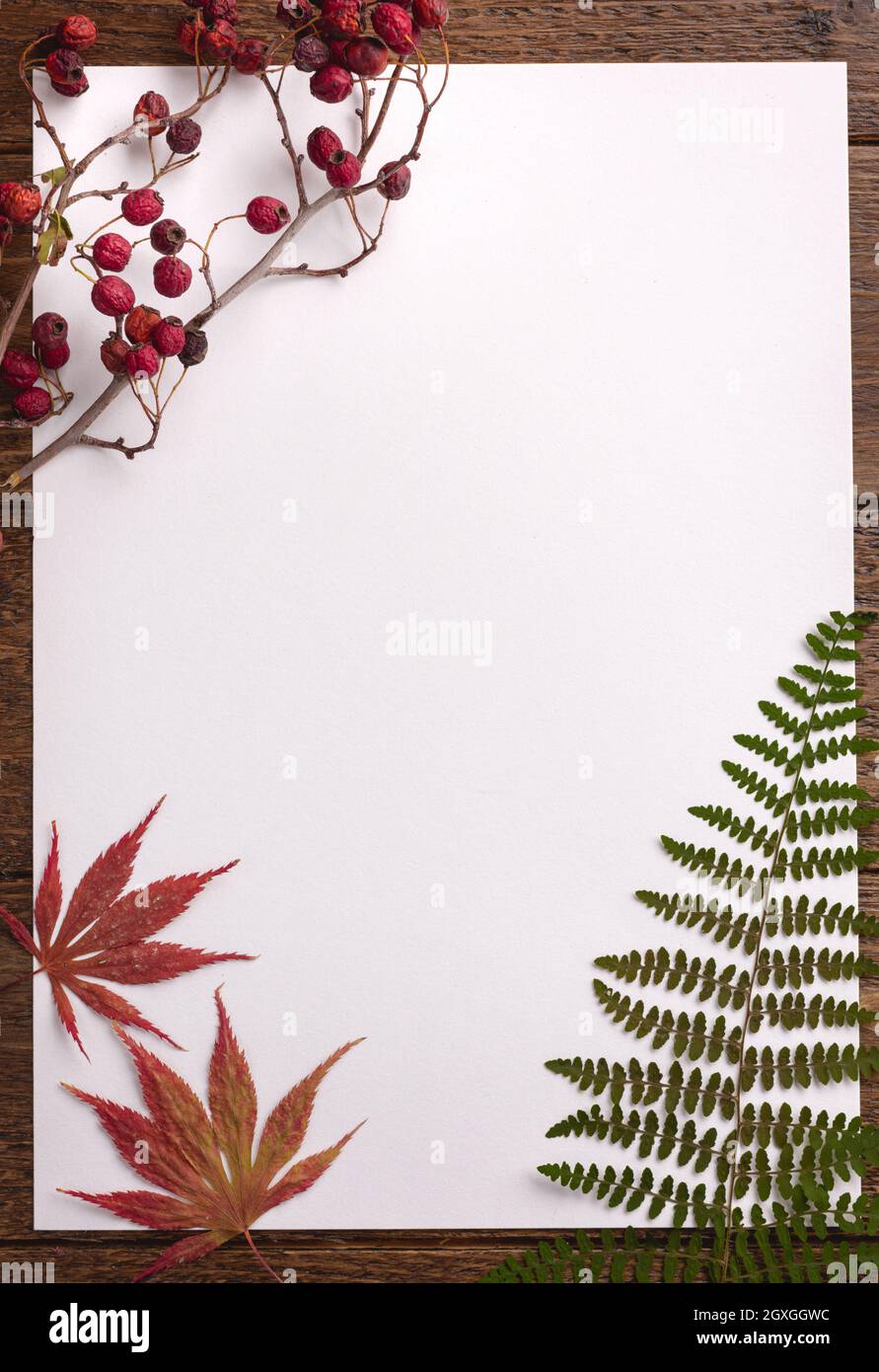 Autumn composition. Frame made of dried leaves on white background ...