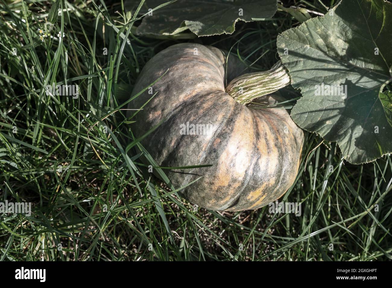 In the garden among green leaves is growing a big pumpkin is white ...