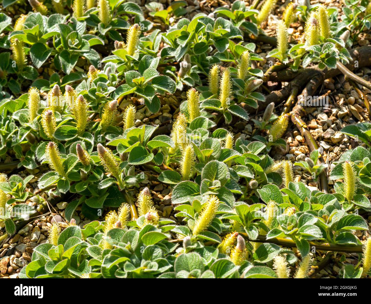Branches of netleaf willow, Salix reticulata, spreading on the ground with yellow flowers and green leaves Stock Photo