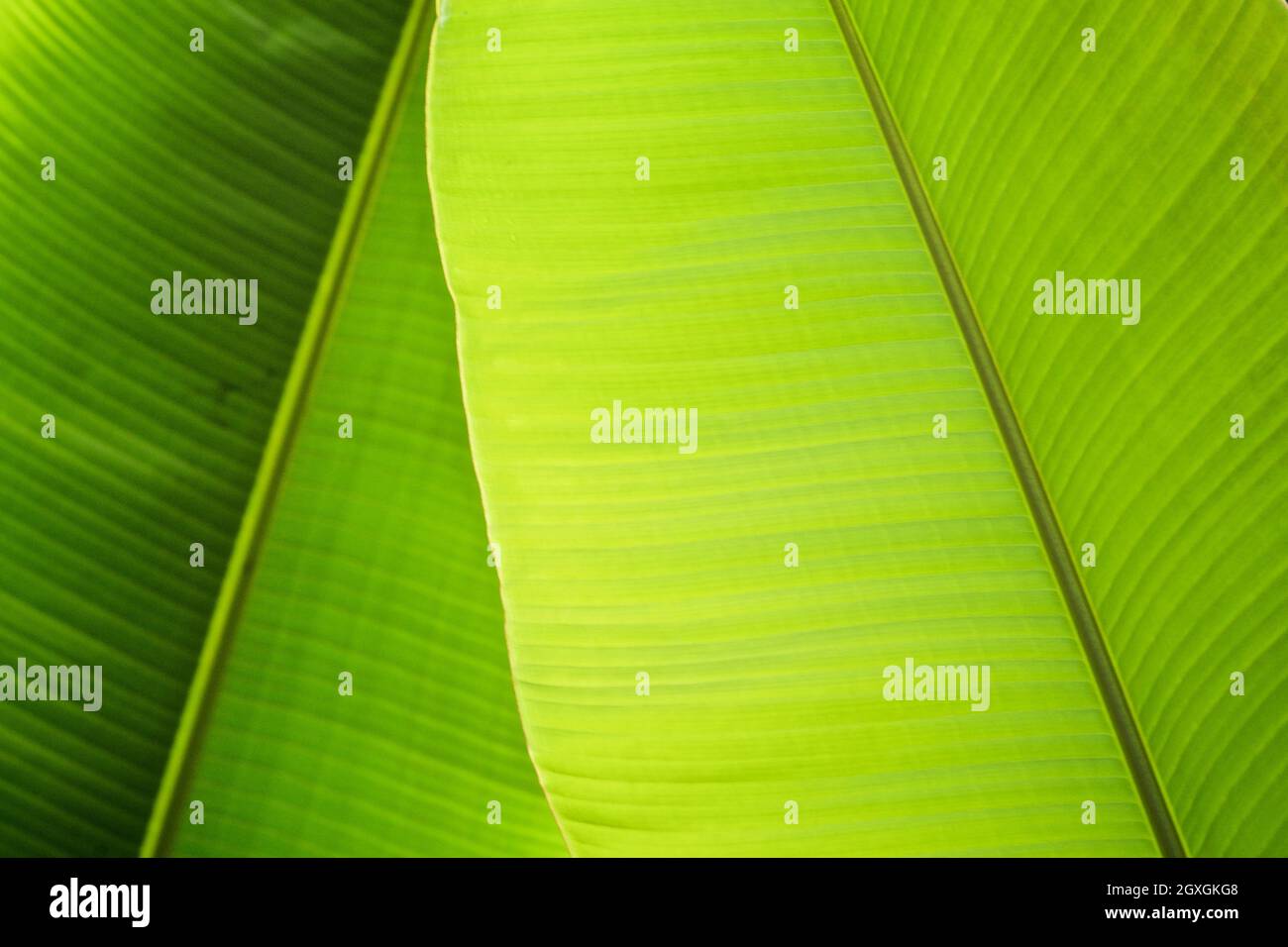 Macro of leaves hi-res stock photography and images - Alamy