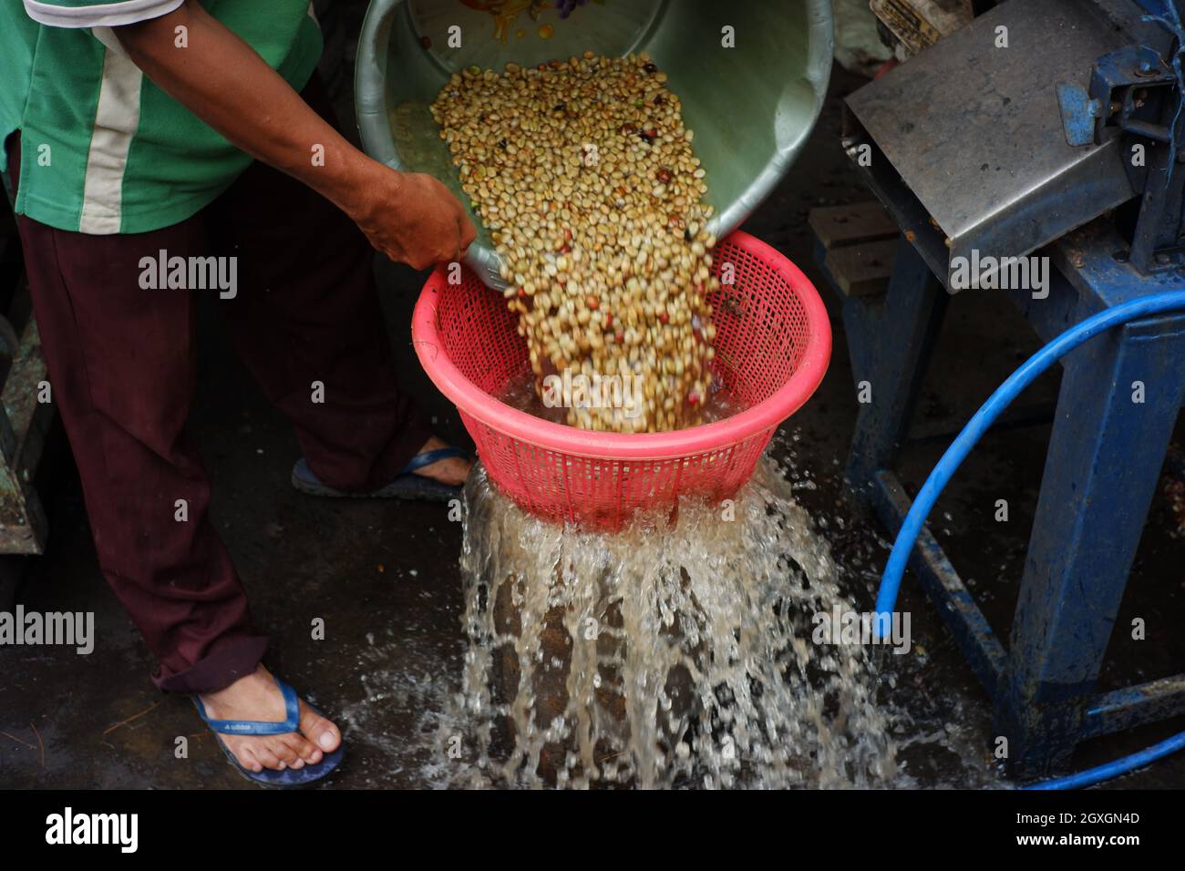 coffee bean filter process with water. filter the coffee beans that are