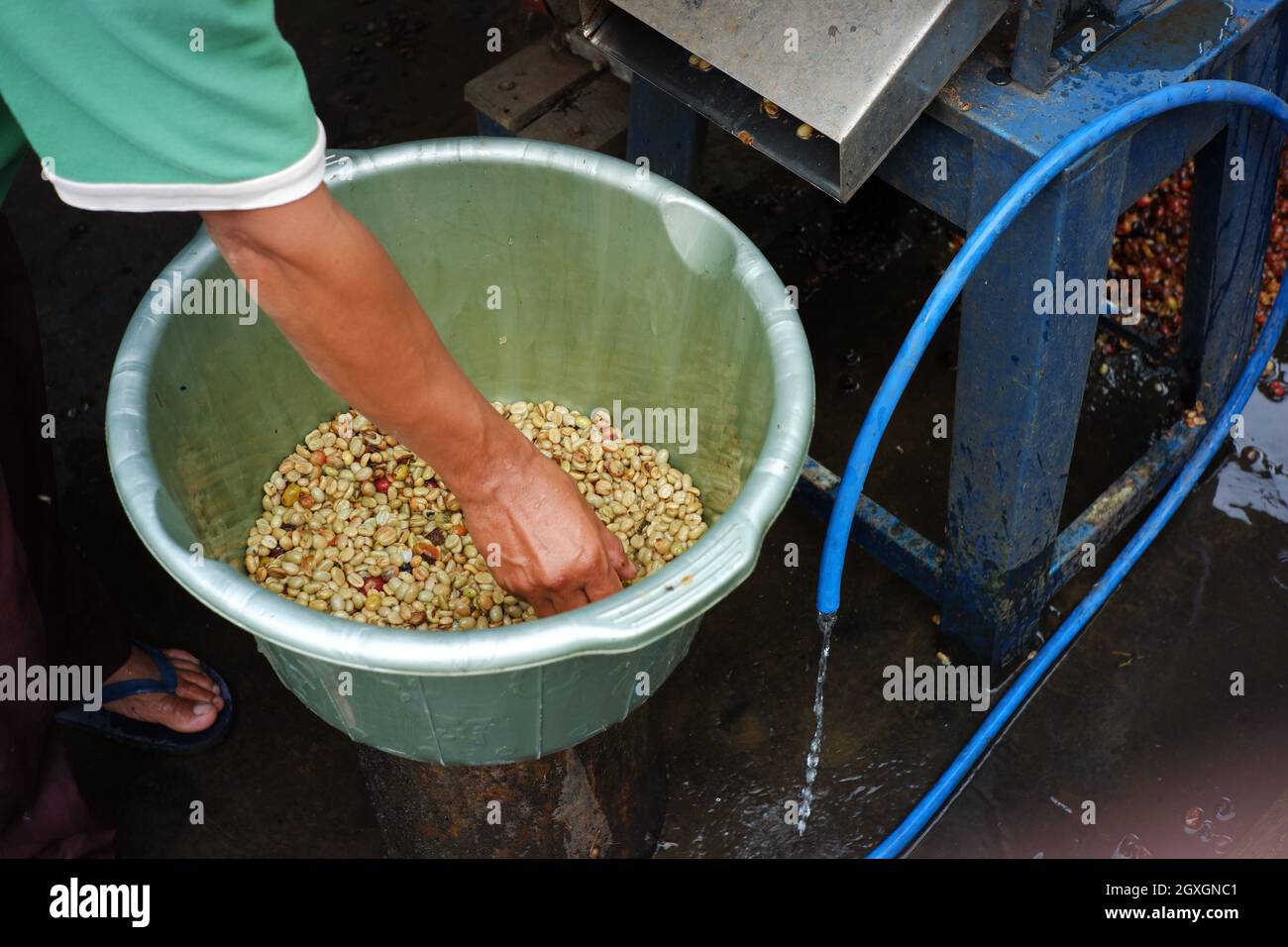 coffee bean filter process with water. filter the coffee beans that are