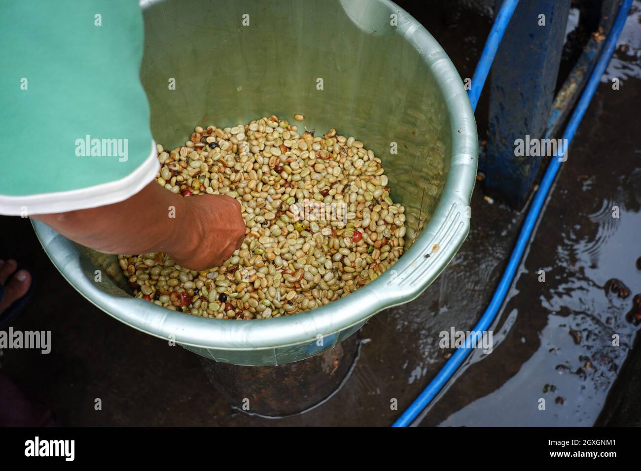 coffee bean filter process with water. filter the coffee beans that are