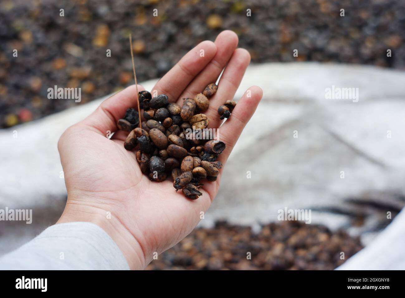 Hand holding dry coffee beans ready to be roasted. coffeemaking