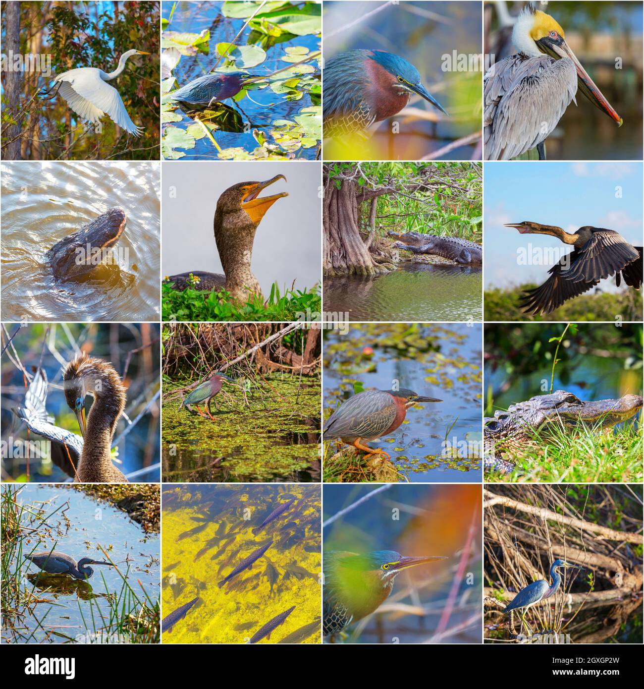 collection of birds and animals in the Everglades National Park, Florida,  USA Stock Photo - Alamy