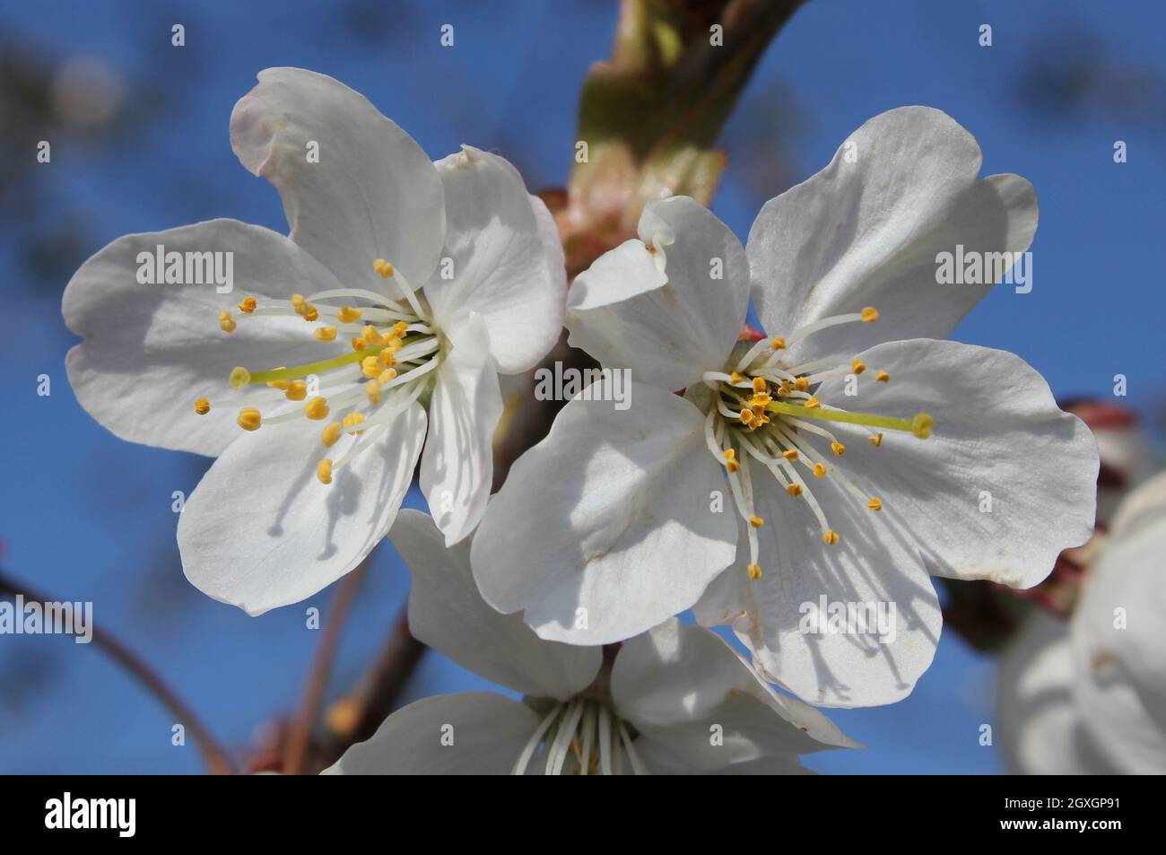 Wildkirschenblüten, Vogelkirsche, in Nahaufnahme vor blauem Himmel im Wennetal bei Wenholthausen       Blühende Frühlingswiese am Waldrand im Naturpar Stock Photo