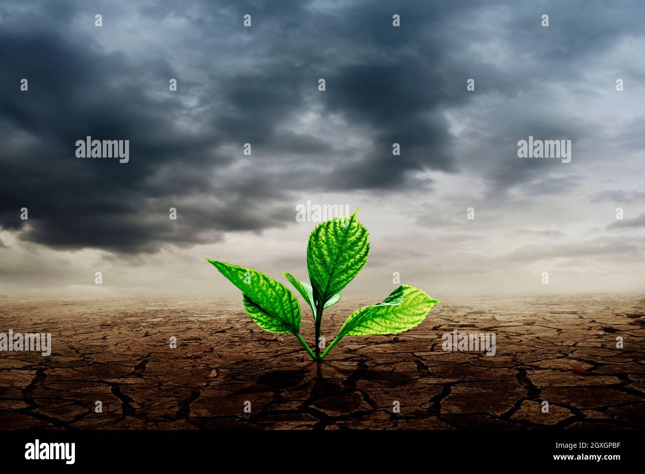 Green plant seedling growing in dry soil. Global warming and climate