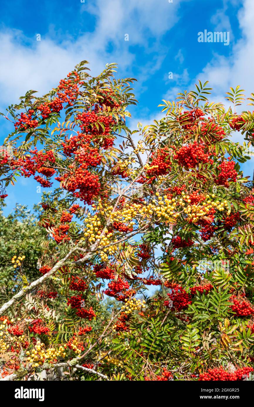 Red rowan berries growing on tree, Sorbus aucuparia, with white rowan