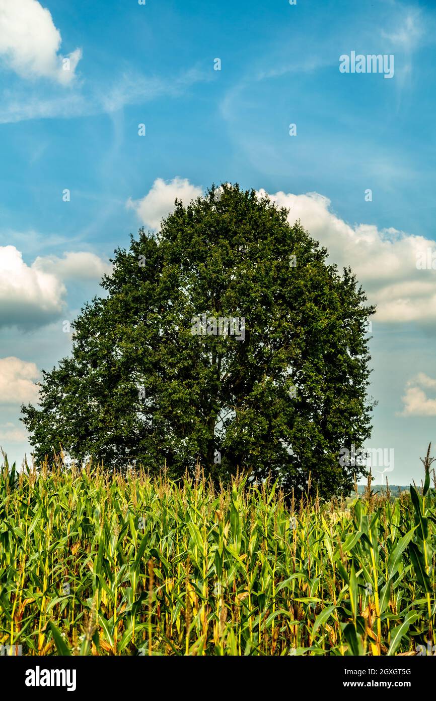 tree in cornfield Stock Photo - Alamy