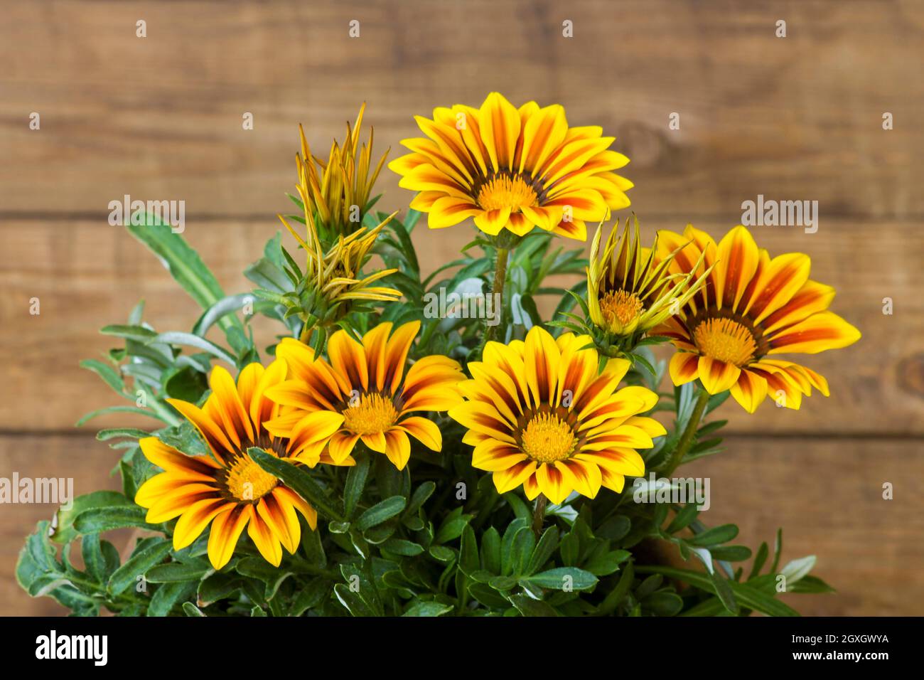 African Daisy Flowergazania Flower Nativeyellow Flowers South