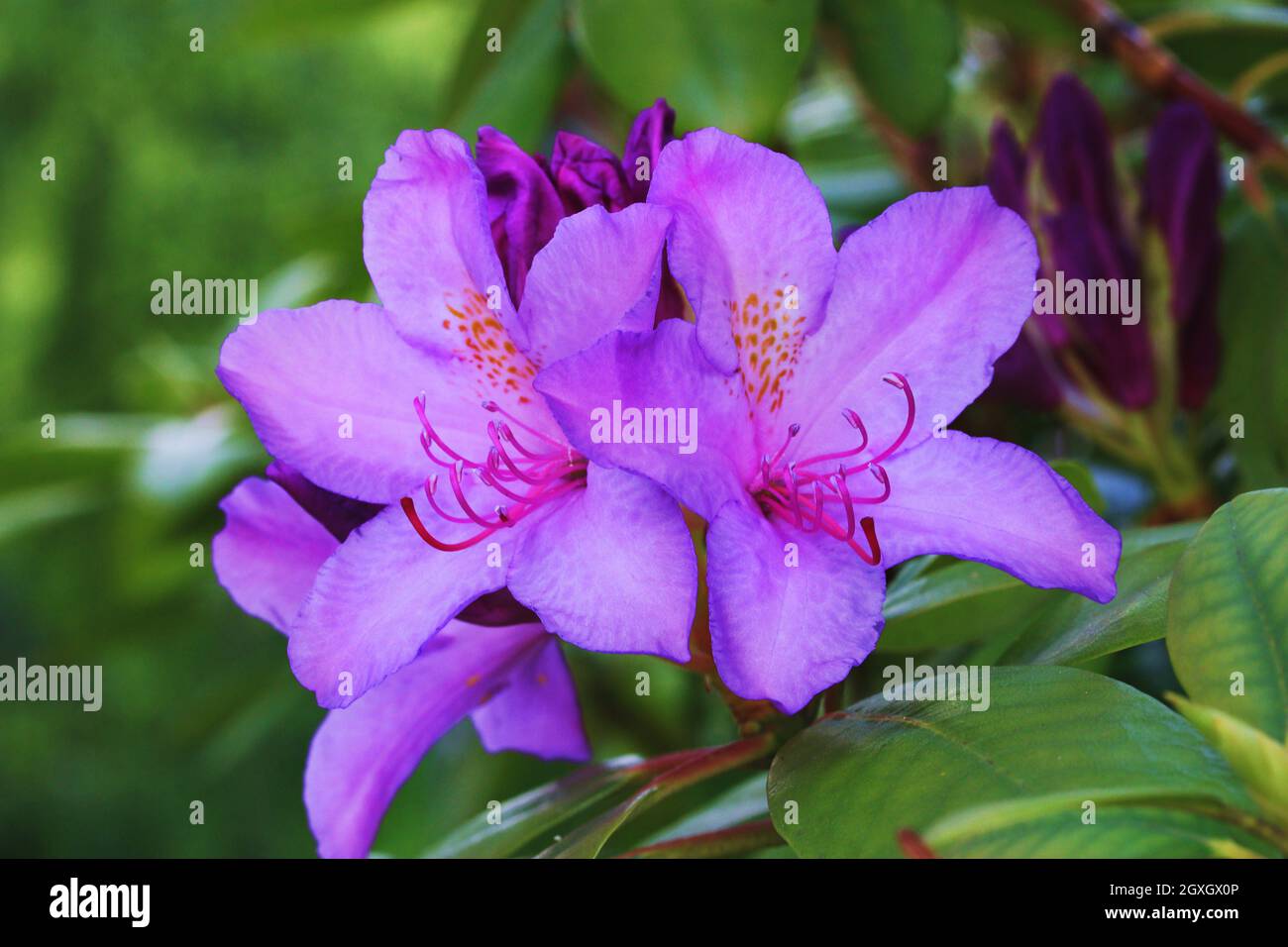 Nektar blten hi-res stock photography and images - Alamy
