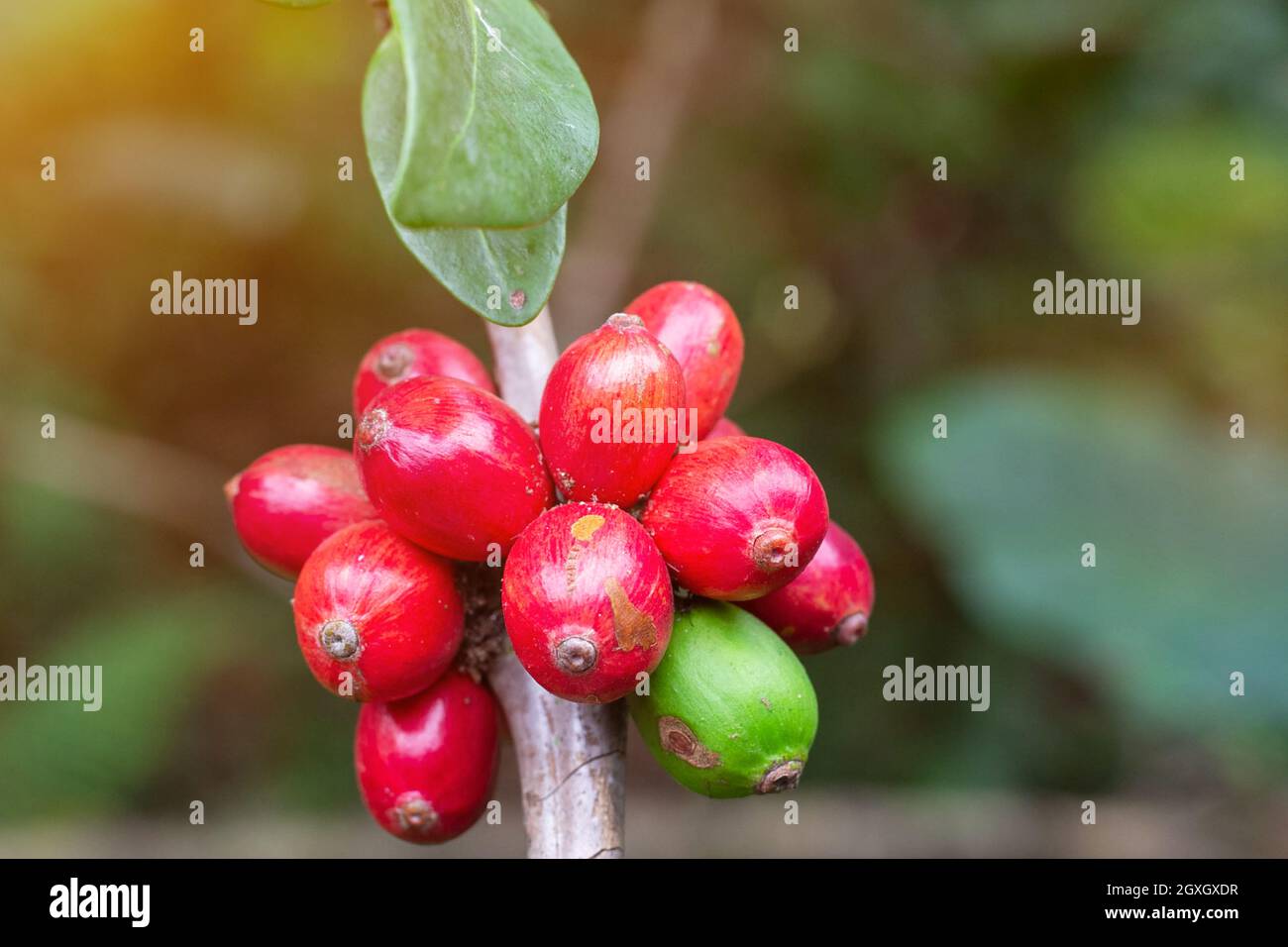 laos coffee,pakxong coffee fruits farming in asia Stock Photo