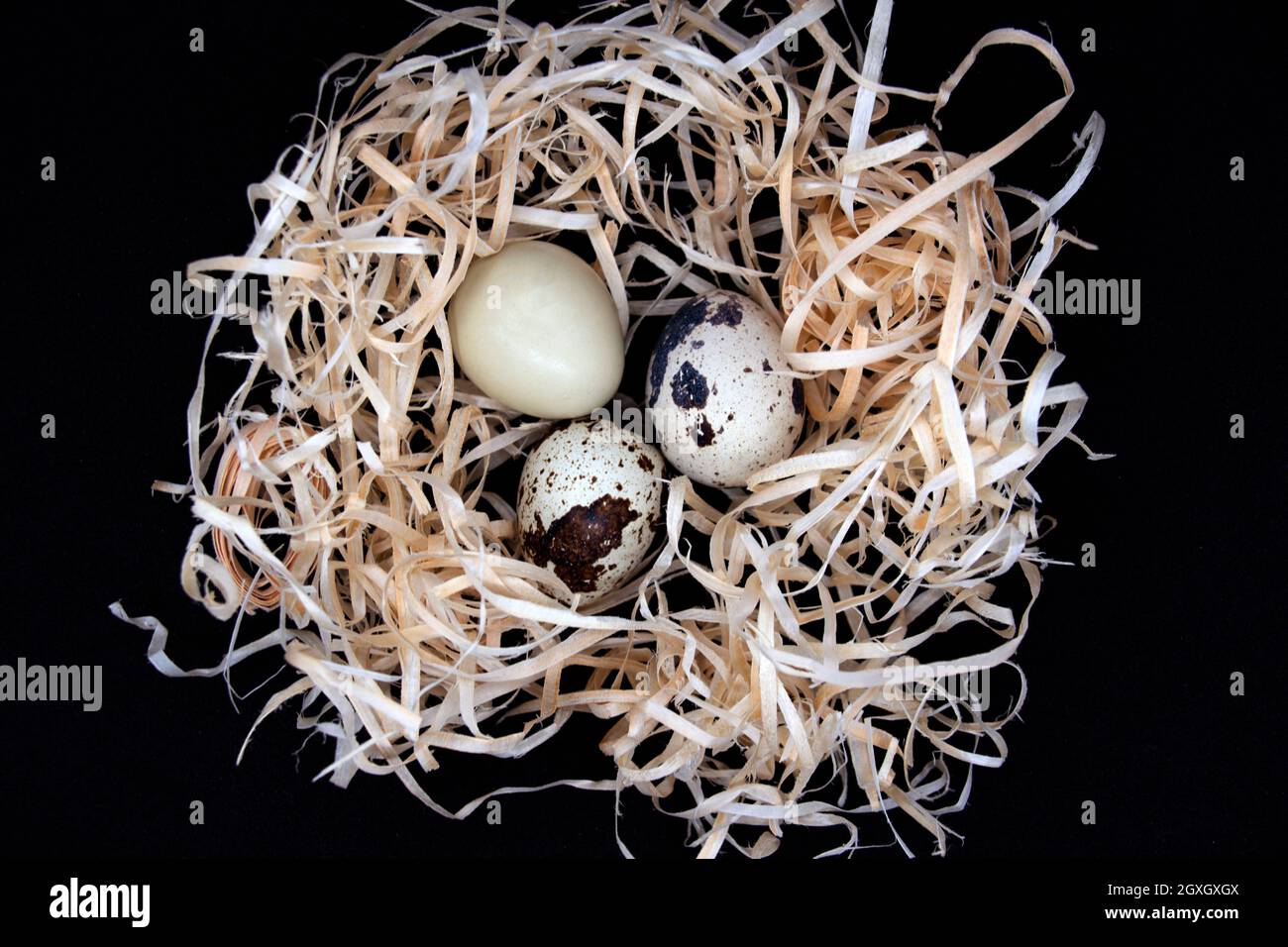 Quail eggs in artificial nest on black background. Stock Photo