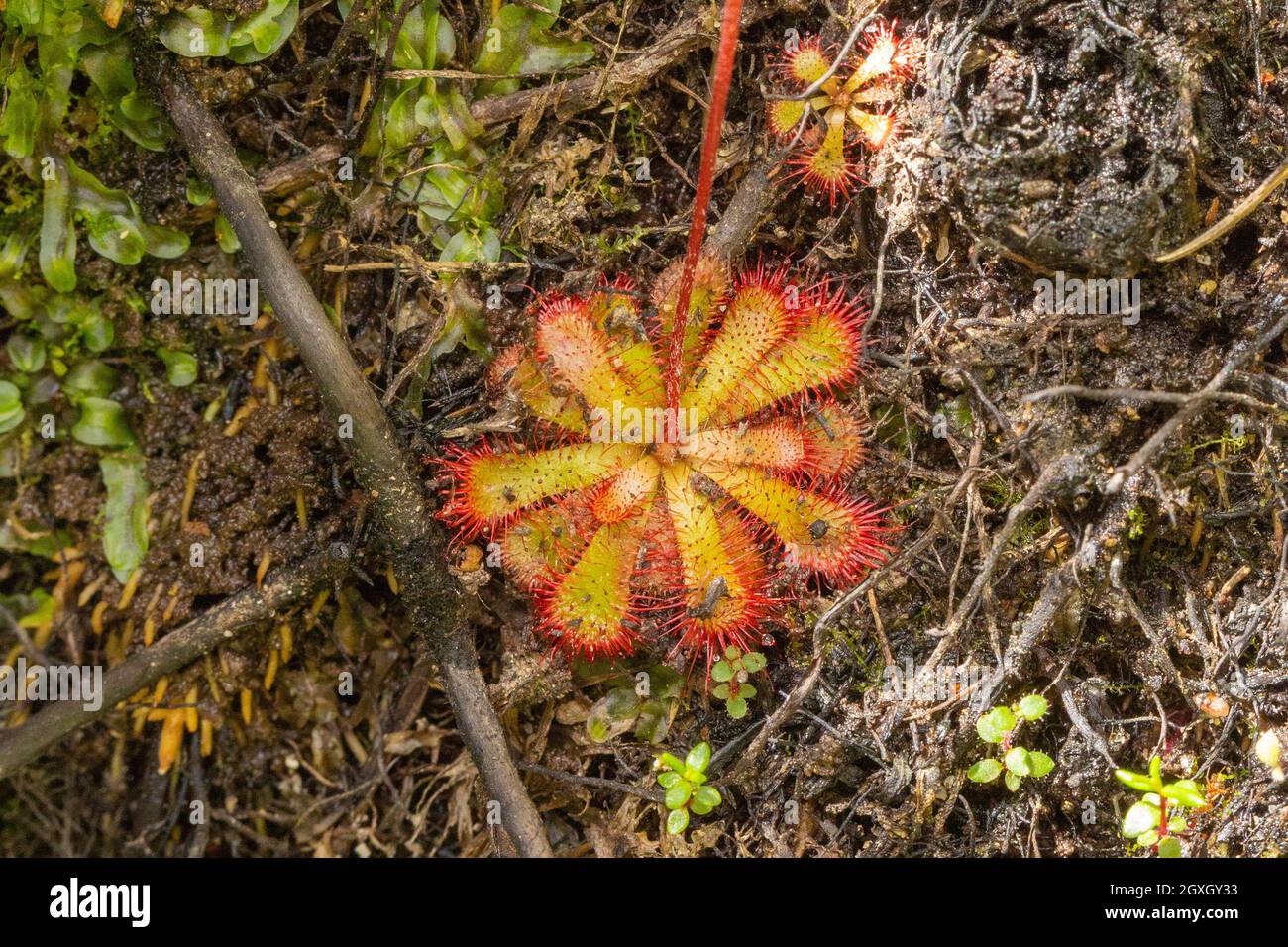 Drosera sp. seen close to Barrydale in the Western Cape of South Africa Stock Photo