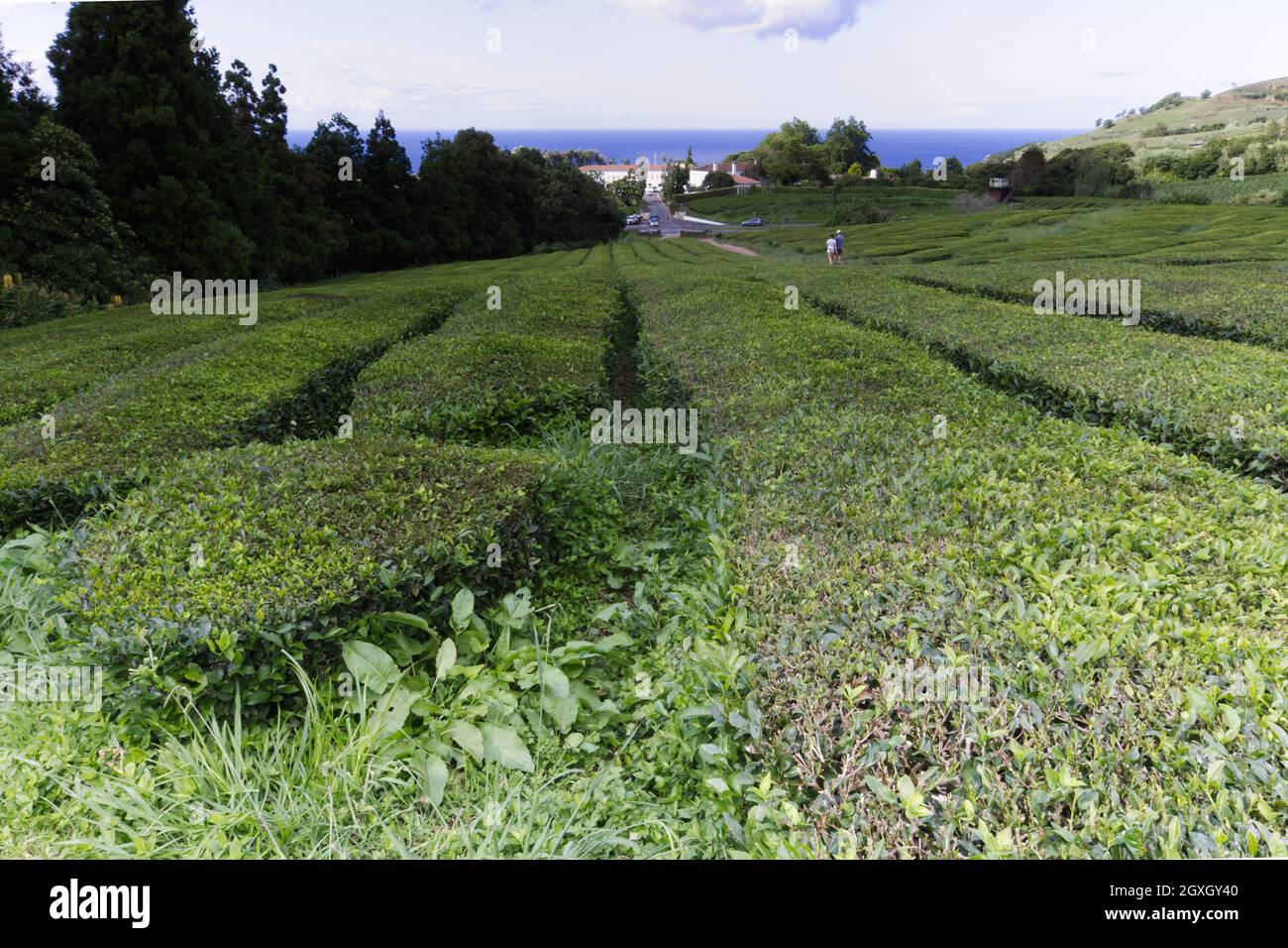 Azores Tea Tea plantations, Sao Miguel island, Azores Stock Photo - Alamy