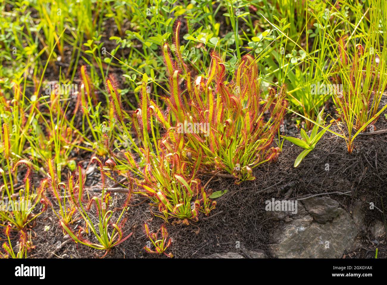 Carnivorous Plants The cape Sundew (Drosera capensis) seen in natural habitat near Barrydale in
