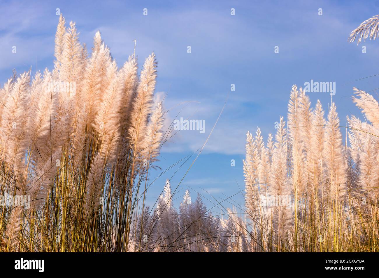 Fully mature bloomed kans grass or catkin flowers under the blue sky on a sunny day Stock Photo
