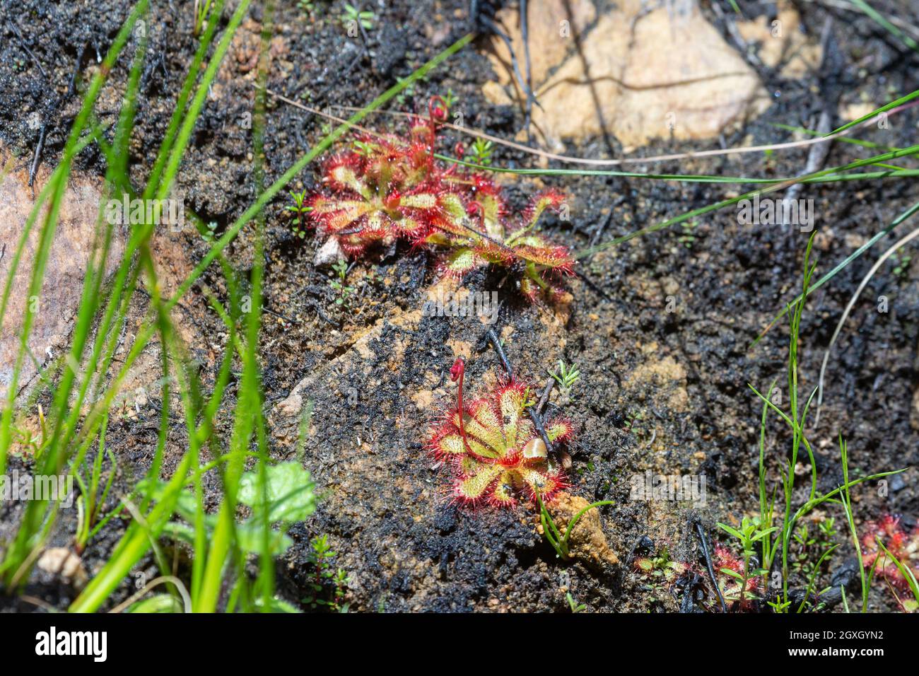 Some rosettes of a Drosera sp. in natural habitat close to Barrydale in the Western Cape of South Africa Stock Photo