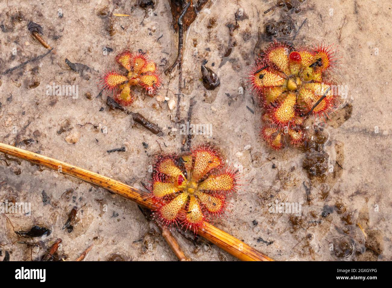 Some green rosettes of a Sundew (Drosera sp., a carnivorous plant) seen in natural habitat close to Barrydale in the Western Cape of South Africa Stock Photo