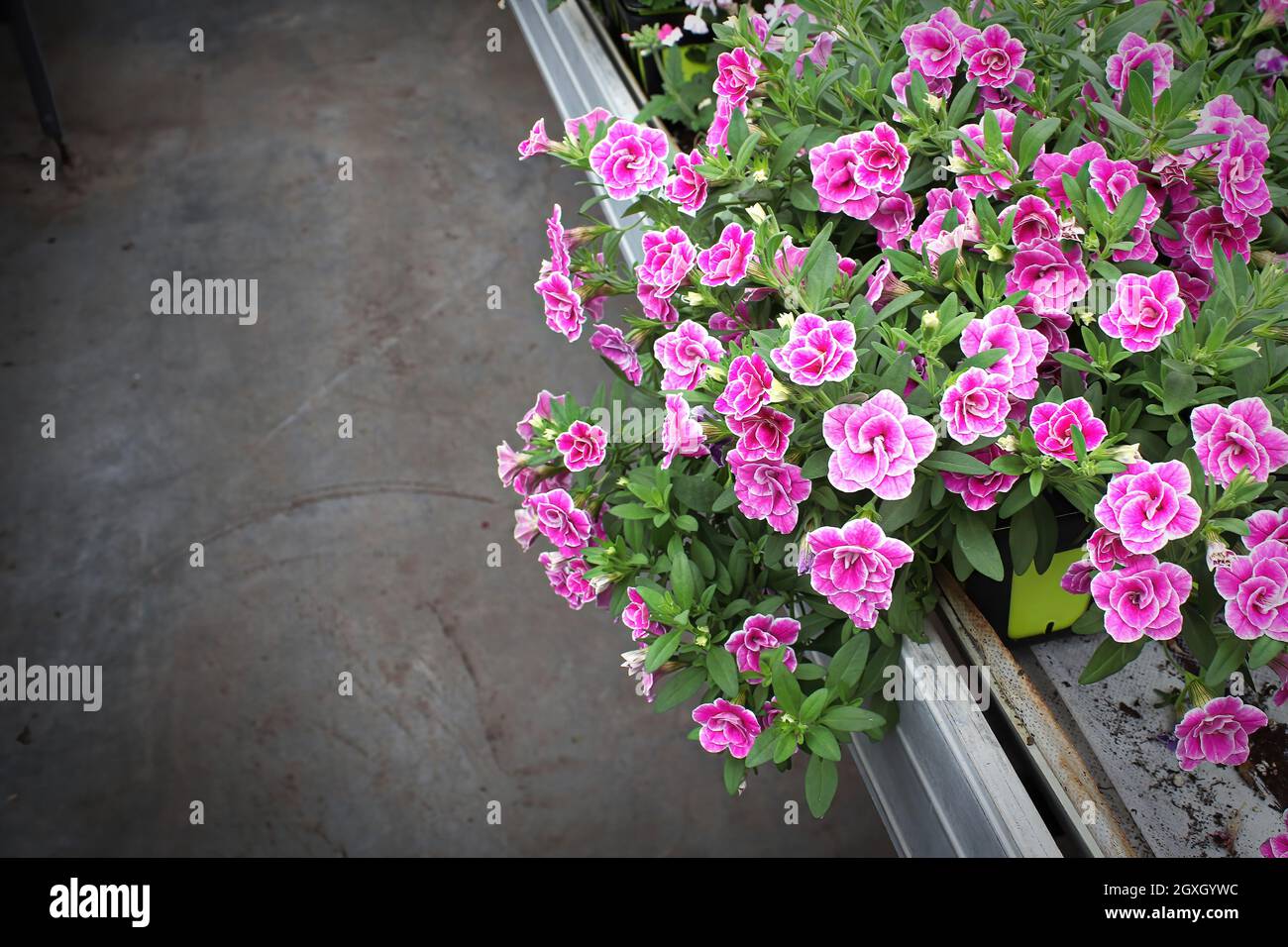 Petunia table deals azure