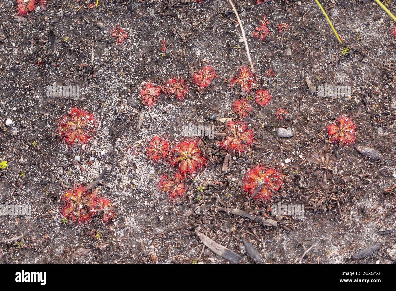 Some red Sundews in natural habitat close to Barrydale in the Western Cape of South Africa Stock Photo