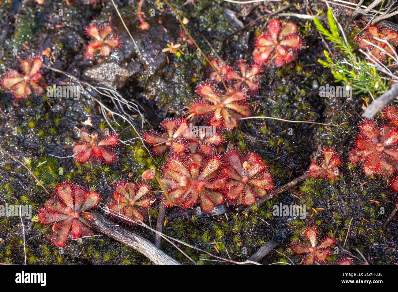 Sundew species (a carnivorous plant) in natural habitat close to Barrydale in the Western Cape of South Africa Stock Photo