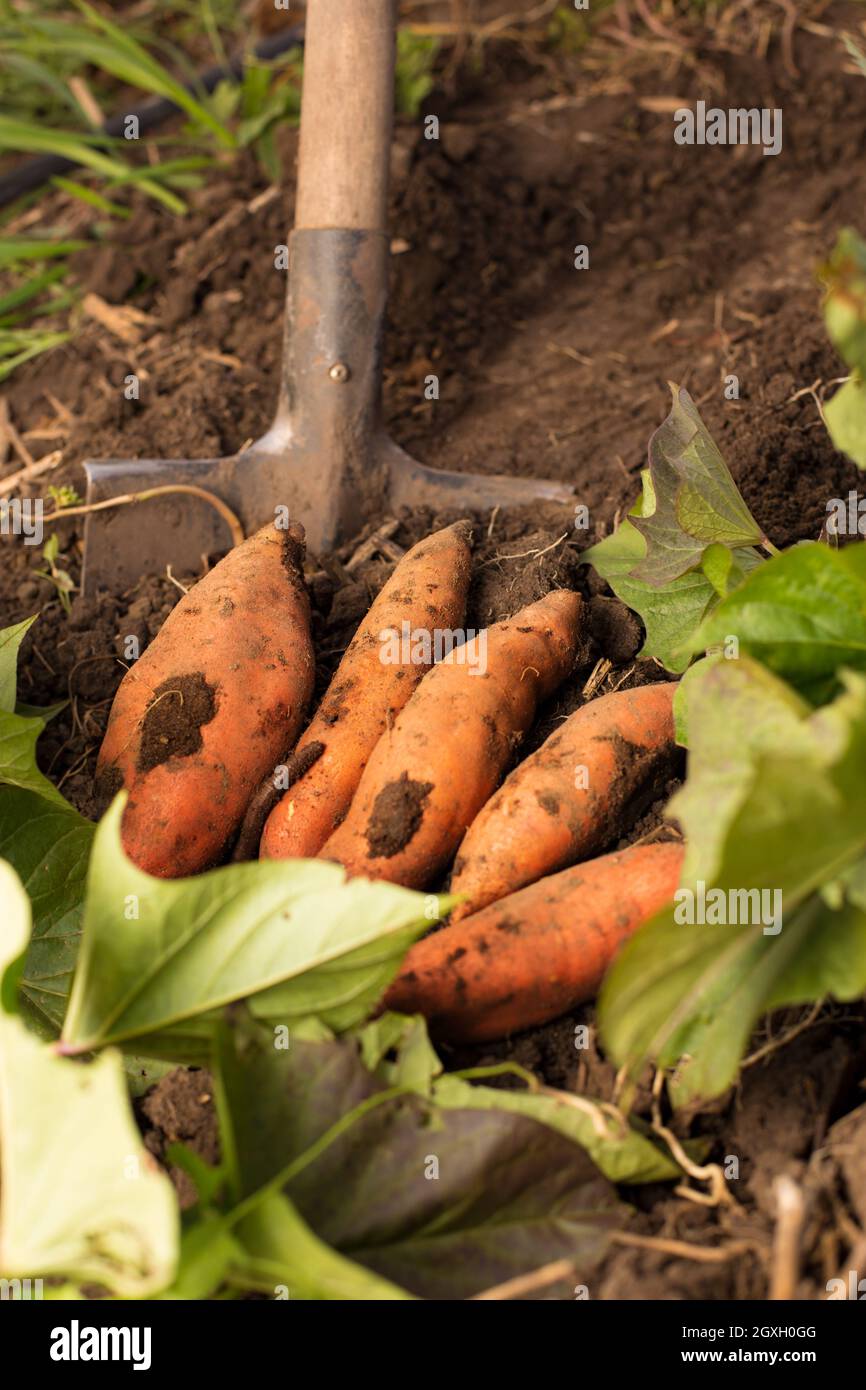 Digging sweet potato manualy with shovel. Harvesting on organic farm orange sweet potato. Stock Photo