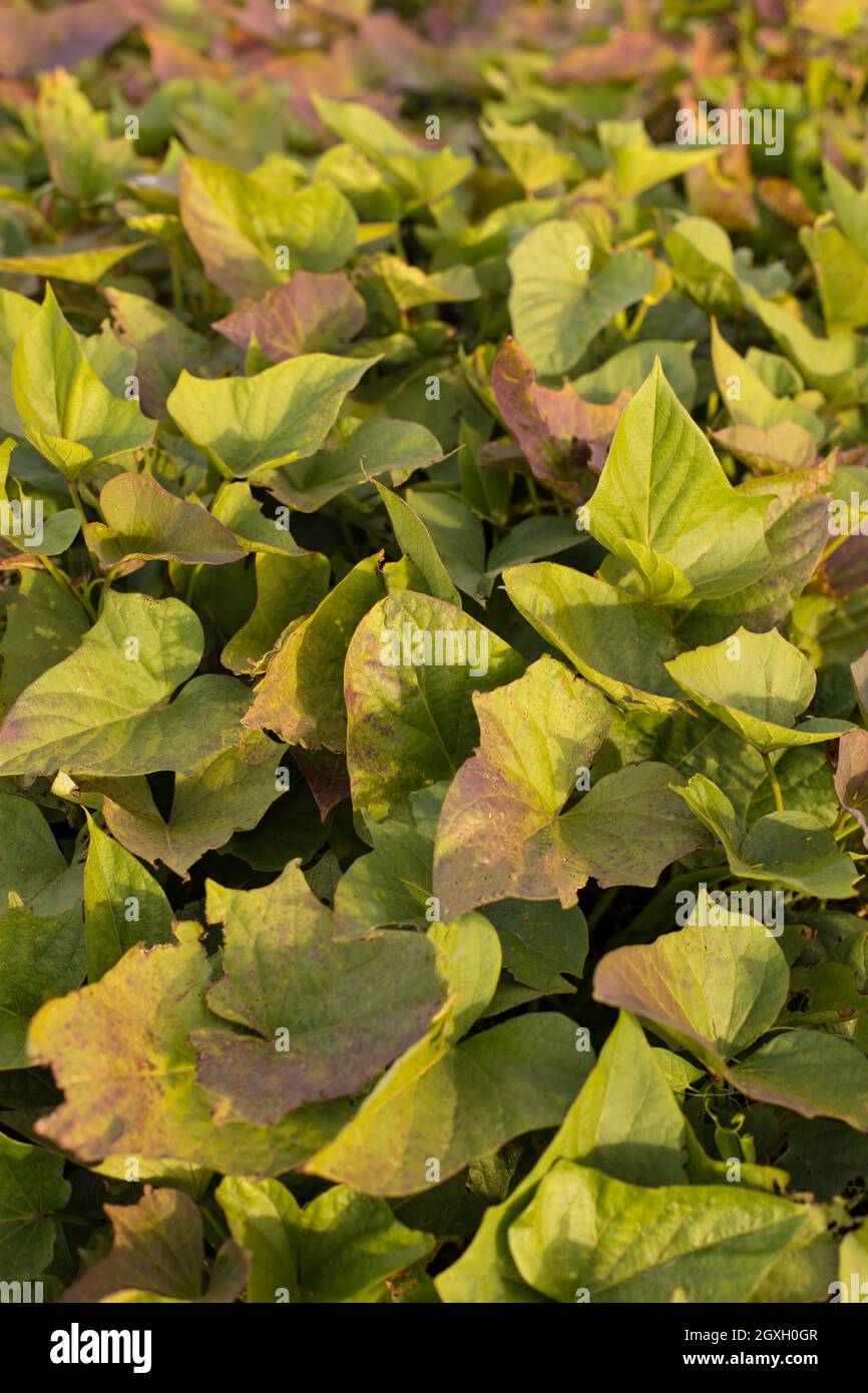 Morning glory plant on a field. Growing sweet potato on a big field, leaves of sweet potato plan close up. Stock Photo