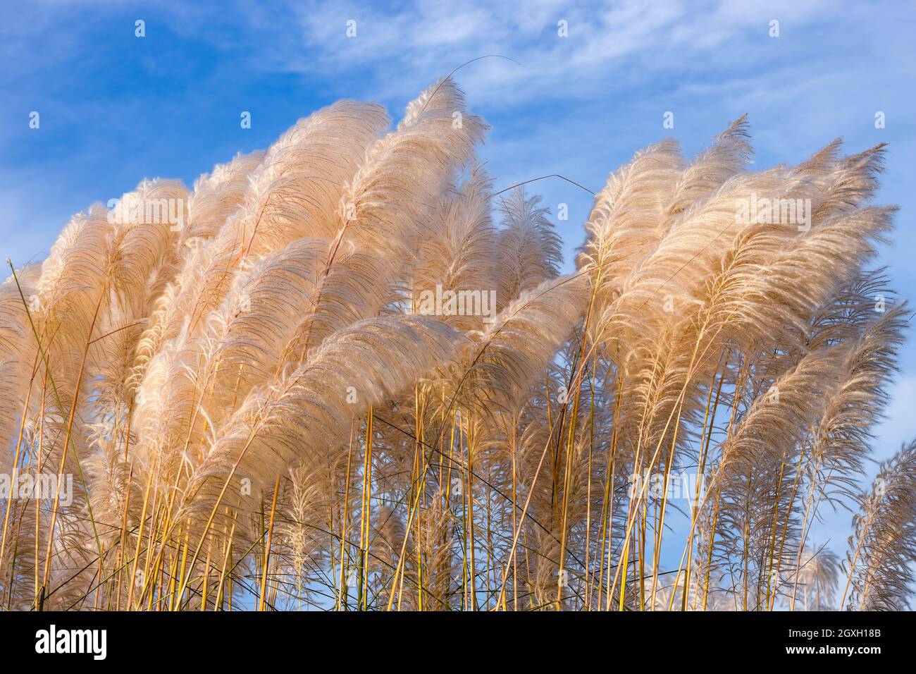 White kans grass or saccharum spontaneum flowers under the bright sunlight close up Stock Photo