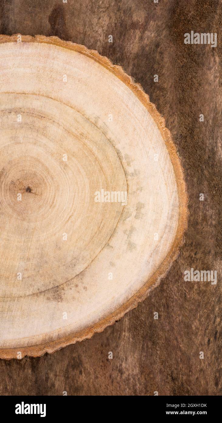 cross section of tree trunk background, wooden texture, wallpaper or backdrop for food or product photography Stock Photo