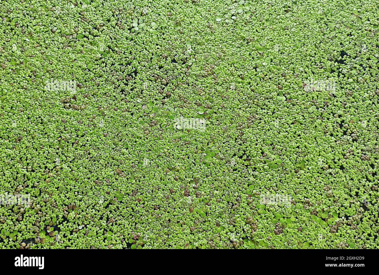 Texture from Common Duckweed on water. Natural green texture. Lemna perpusilla Torrey. Green leaf Duckweed. Natural background. Green leaves of plant. Stock Photo