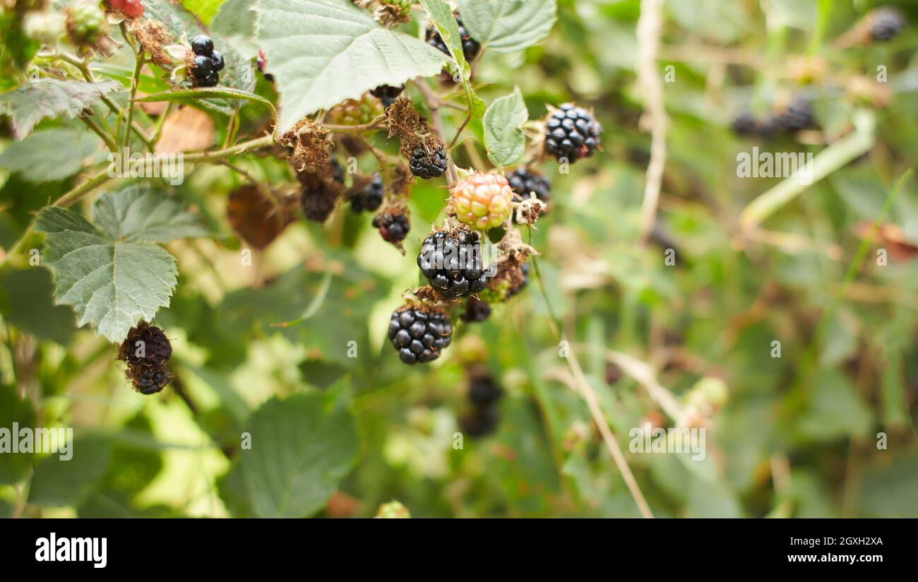 Cumberland black raspberry berry hi-res stock photography and images ...
