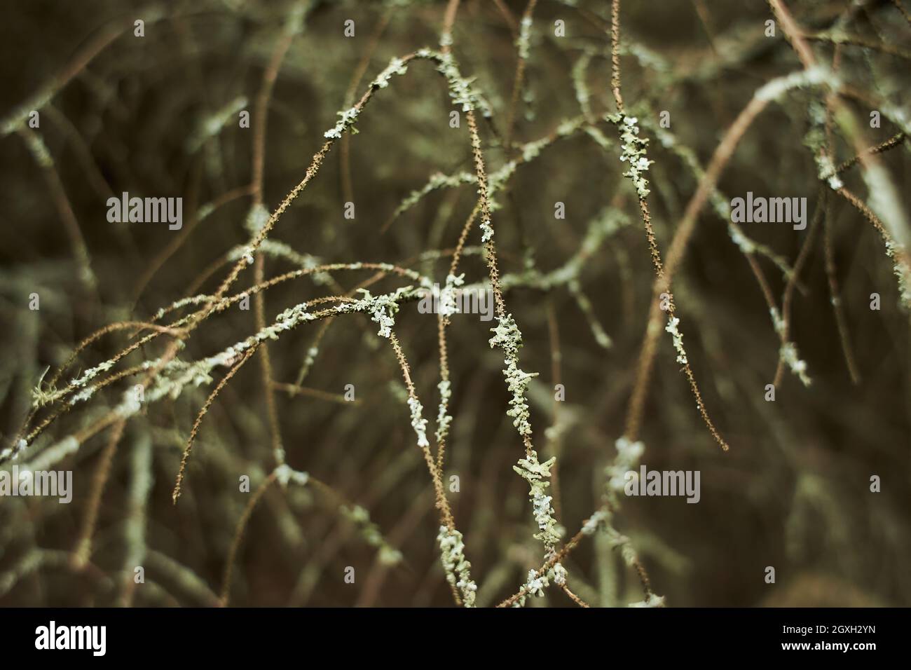 Foliose Lichen on fir branch Stock Photo